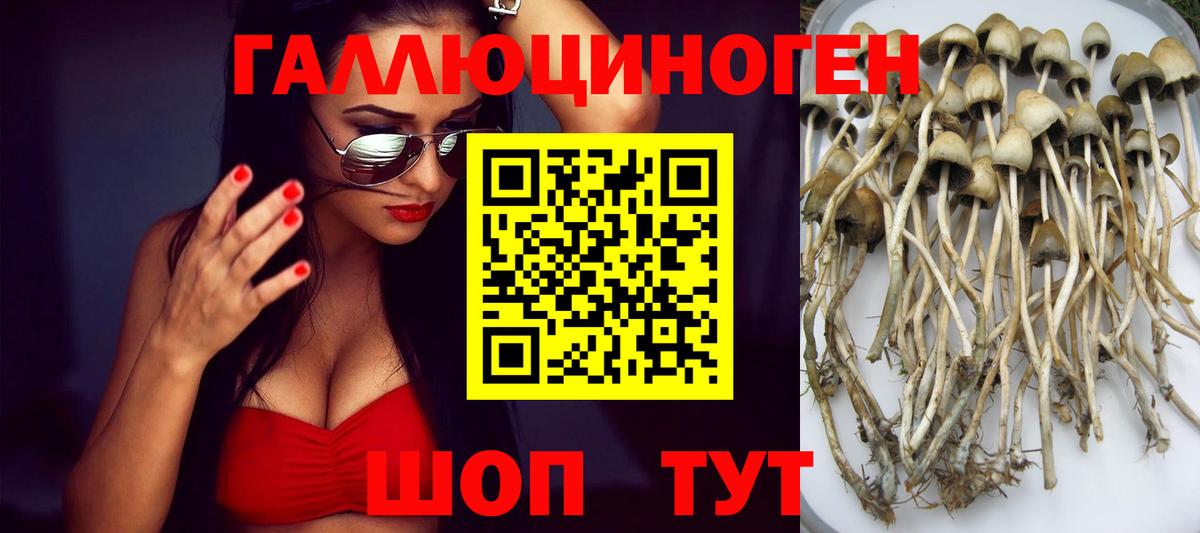 Псилоцибиновые грибы GOLDEN TEACHER Борисоглебск